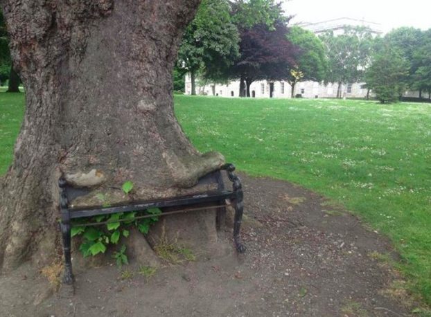 hungry tree, ancient tree, ireland