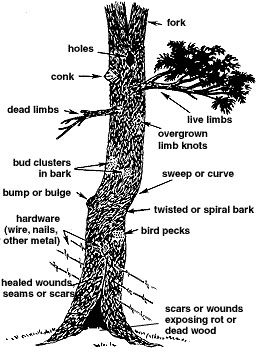 burls, parts of a tree, tree diagram , diagram, important parts of tree, tree terminology,