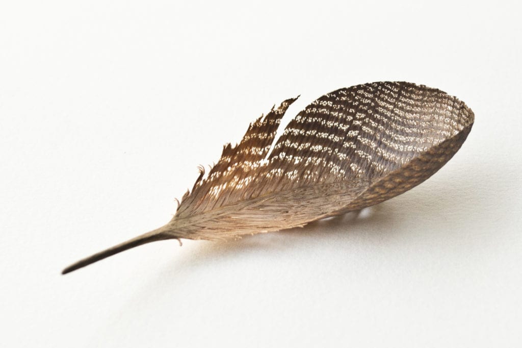 carved feather, Miriam carpenter